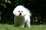 BICHON FRISE 626